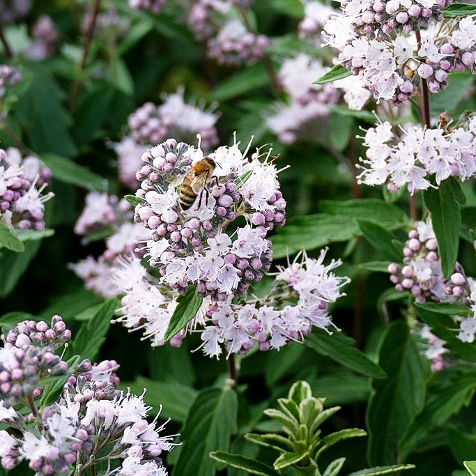 Bartblume 'Stephi' (Caryopteris clandonensis)