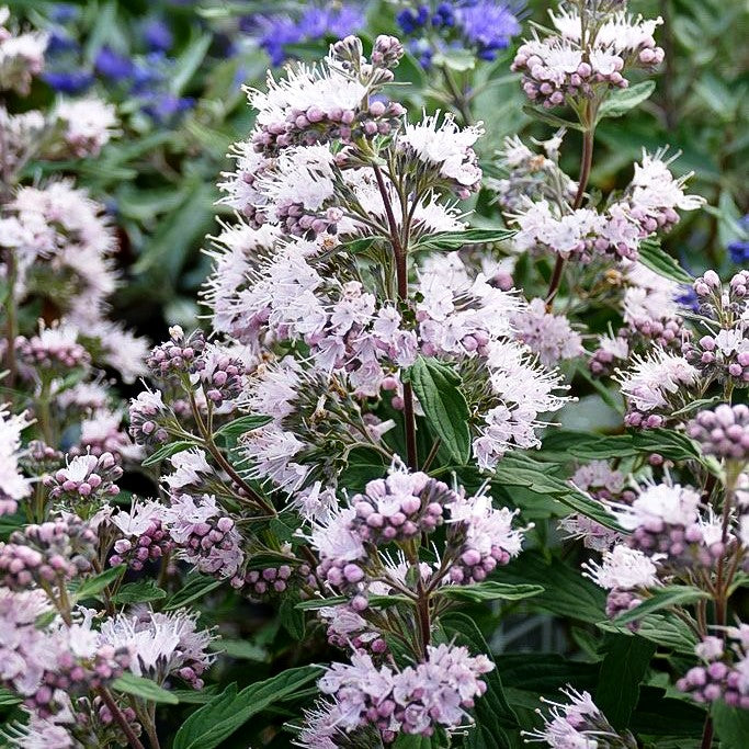 Bartblume 'Stephi' (Caryopteris clandonensis)
