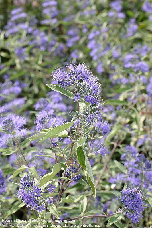 Bartblume 'Sterling Silver' (Caryopteris clandonensis)