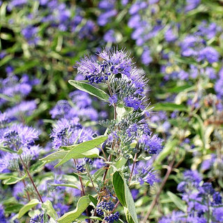 Bartblume 'Sterling Silver' (Caryopteris clandonensis)