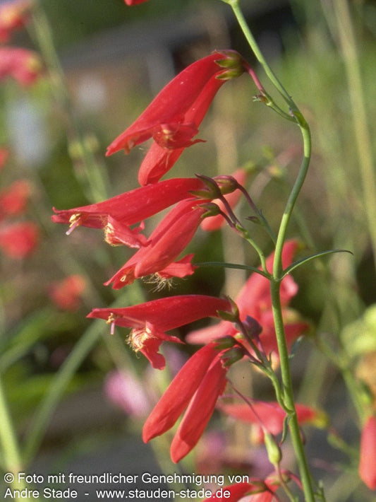 Bartfaden 'Coccineus' (Penstemon barbatus)