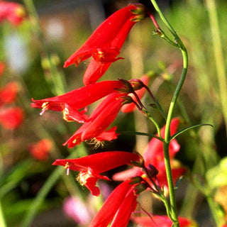 Bartfaden 'Coccineus' (Penstemon barbatus)