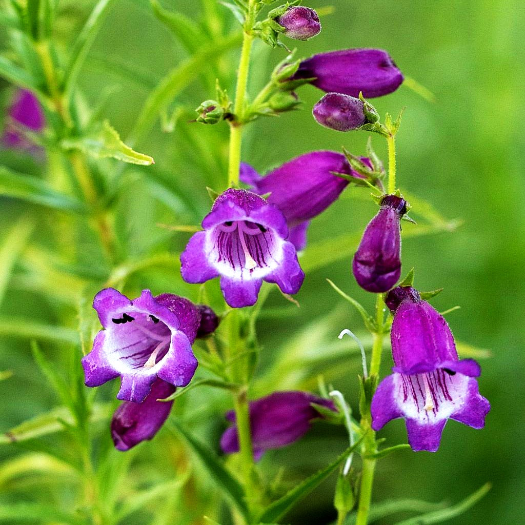 Bartfaden 'Sunburst Amethyst' (Penstemon x mex.)
