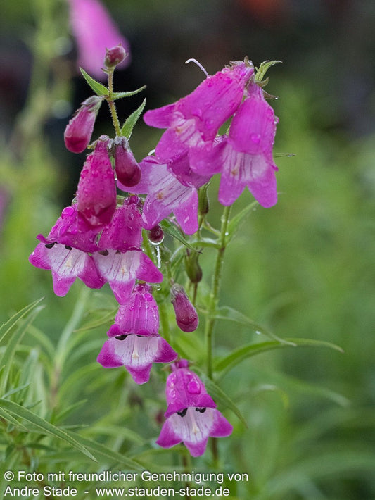 Bartfaden 'Sunburst Ruby' (Penstemon x mexicali)