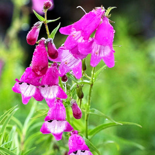 Bartfaden 'Sunburst Ruby' (Penstemon x mexicali)