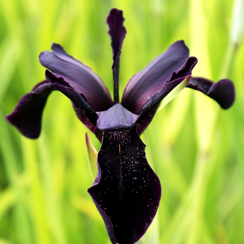 Bartlose Schwertlilie 'Black Form' (Iris chrysographes)