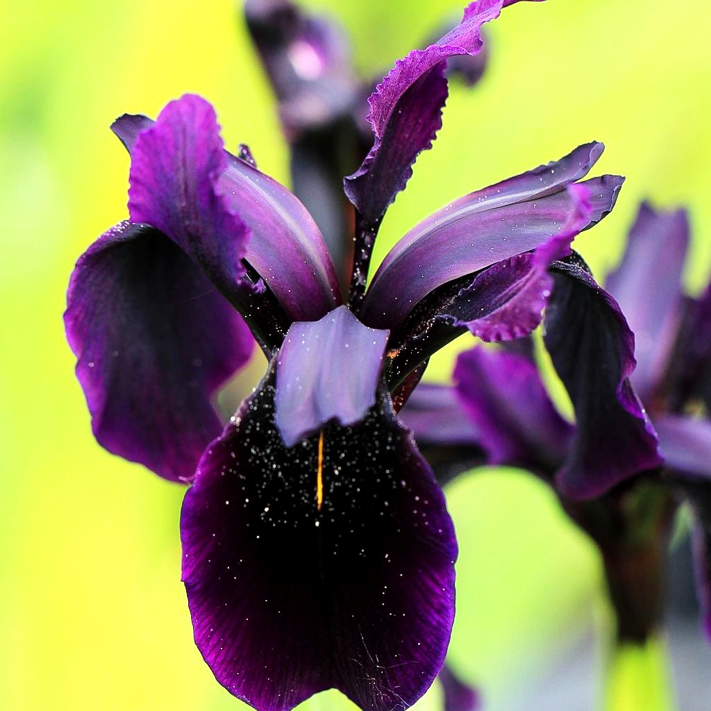 Bartlose Schwertlilie 'Black Form' (Iris chrysographes)