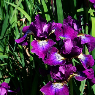 Bartlose Wiesen-Schwertlilie 'Berlin Purple Wine' (Iris sibirica)
