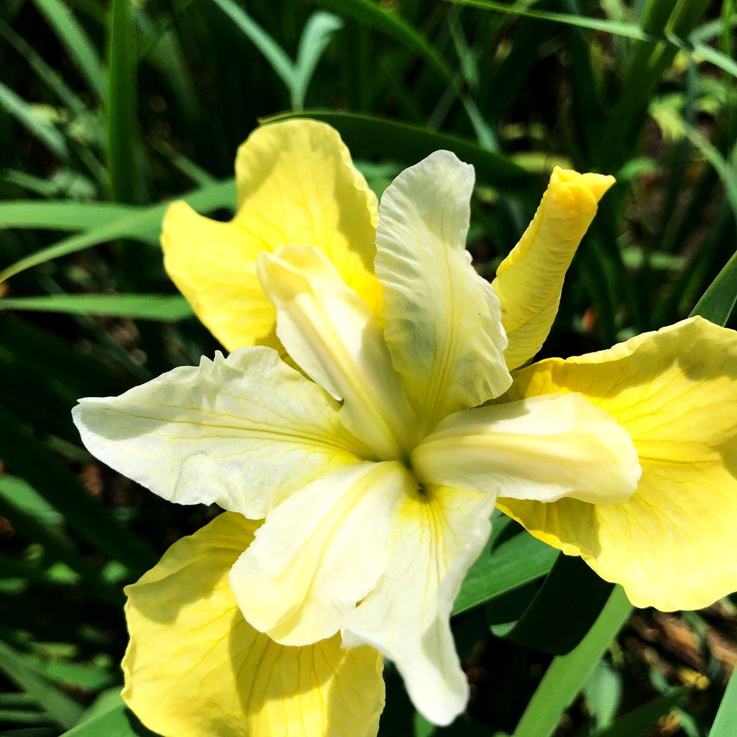 Bartlose Wiesen-Schwertlilie 'Butter and Sugar' (Iris sibirica)