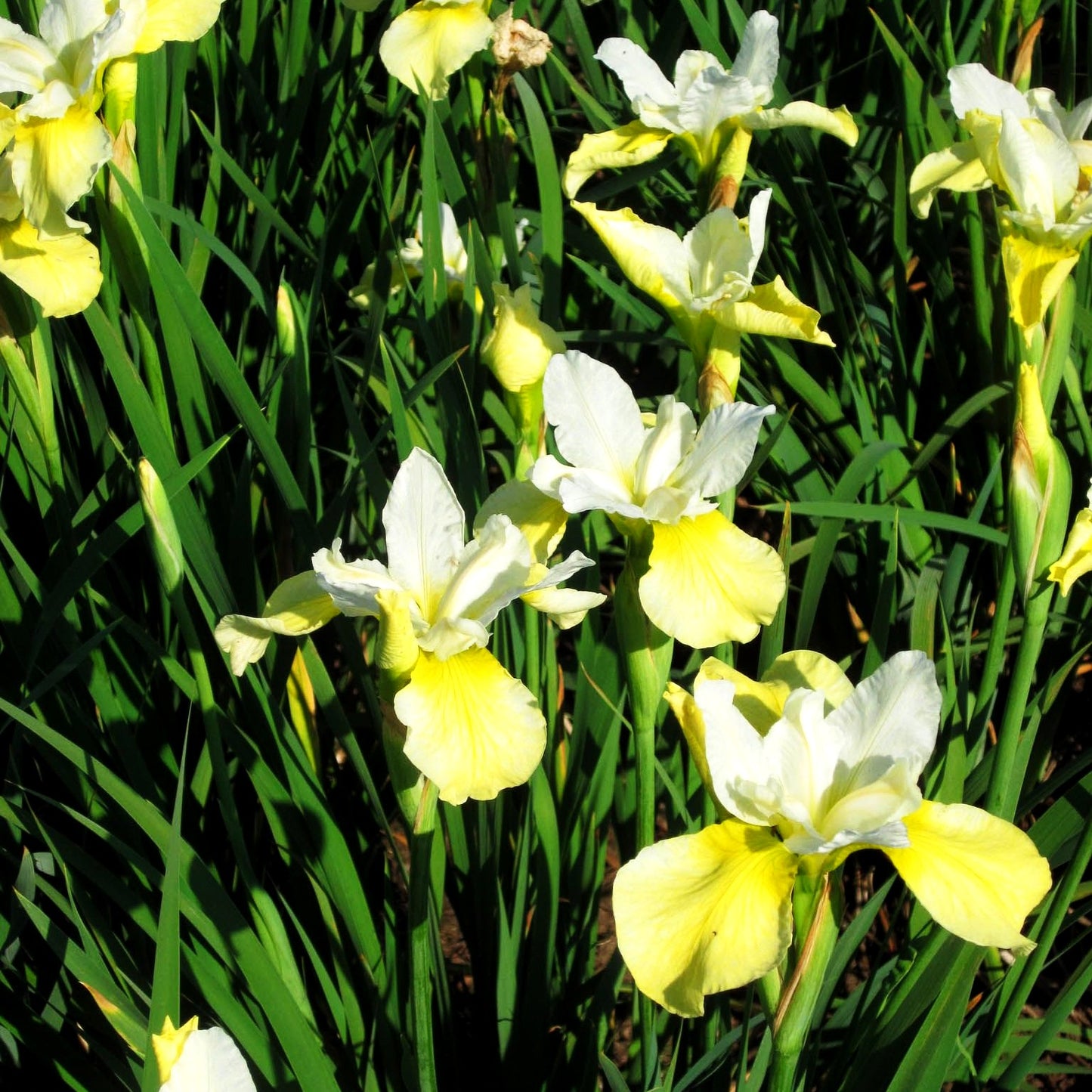 Bartlose Wiesen-Schwertlilie 'Butter and Sugar' (Iris sibirica)