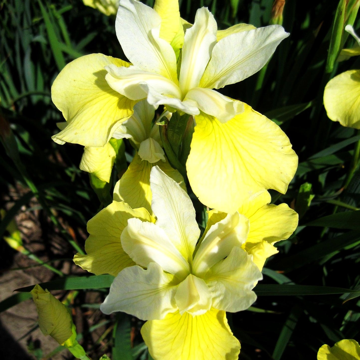 Bartlose Wiesen-Schwertlilie 'Butter and Sugar' (Iris sibirica)