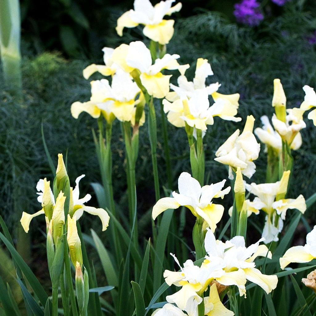 Bartlose Wiesen-Schwertlilie 'Butter and Sugar' (Iris sibirica)