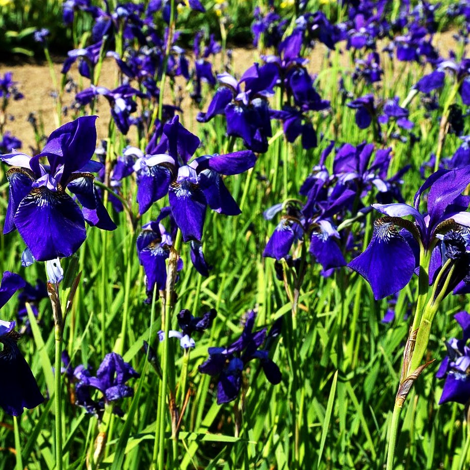 Bartlose Wiesen-Schwertlilie 'Caesar' (Iris sibirica)