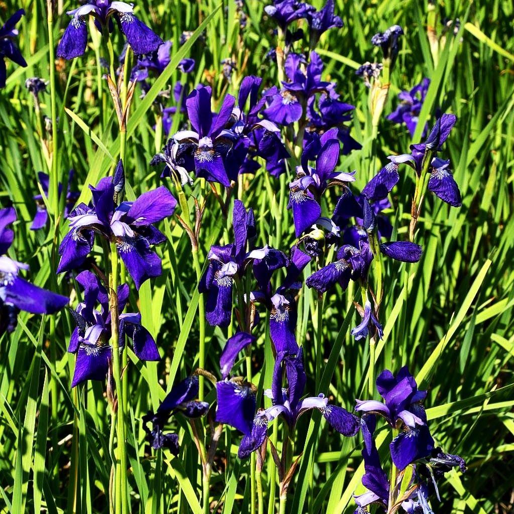 Bartlose Wiesen-Schwertlilie 'Caesar' (Iris sibirica)
