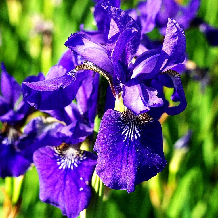 Bartlose Wiesen-Schwertlilie 'Caesar' (Iris sibirica)