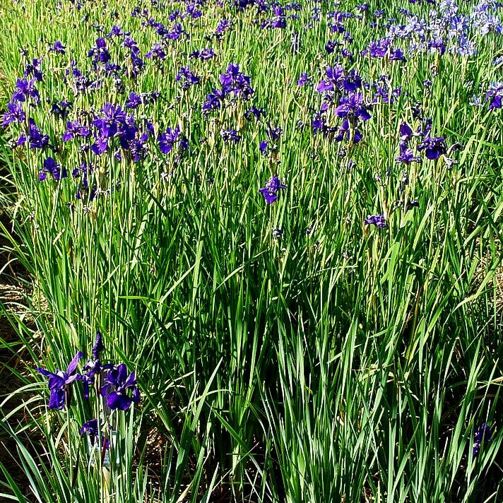 Bartlose Wiesen-Schwertlilie 'Caesar' (Iris sibirica)