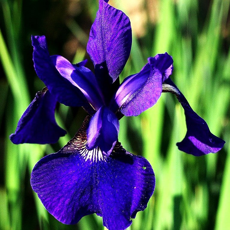 Bartlose Wiesen-Schwertlilie 'Caesar' (Iris sibirica)