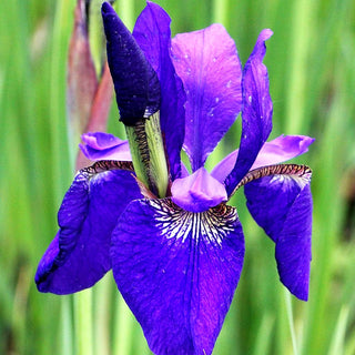 Bartlose Wiesen-Schwertlilie 'Caesar's Brother' (Iris sibirica)
