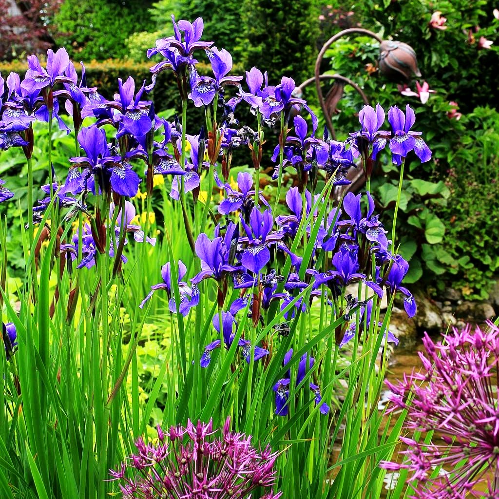 Bartlose Wiesen-Schwertlilie 'Caesar's Brother' (Iris sibirica)