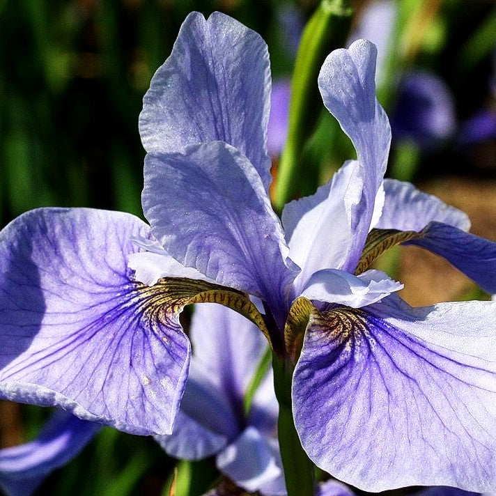 Bartlose Wiesen-Schwertlilie 'Cool Spring' (Iris sibirica)