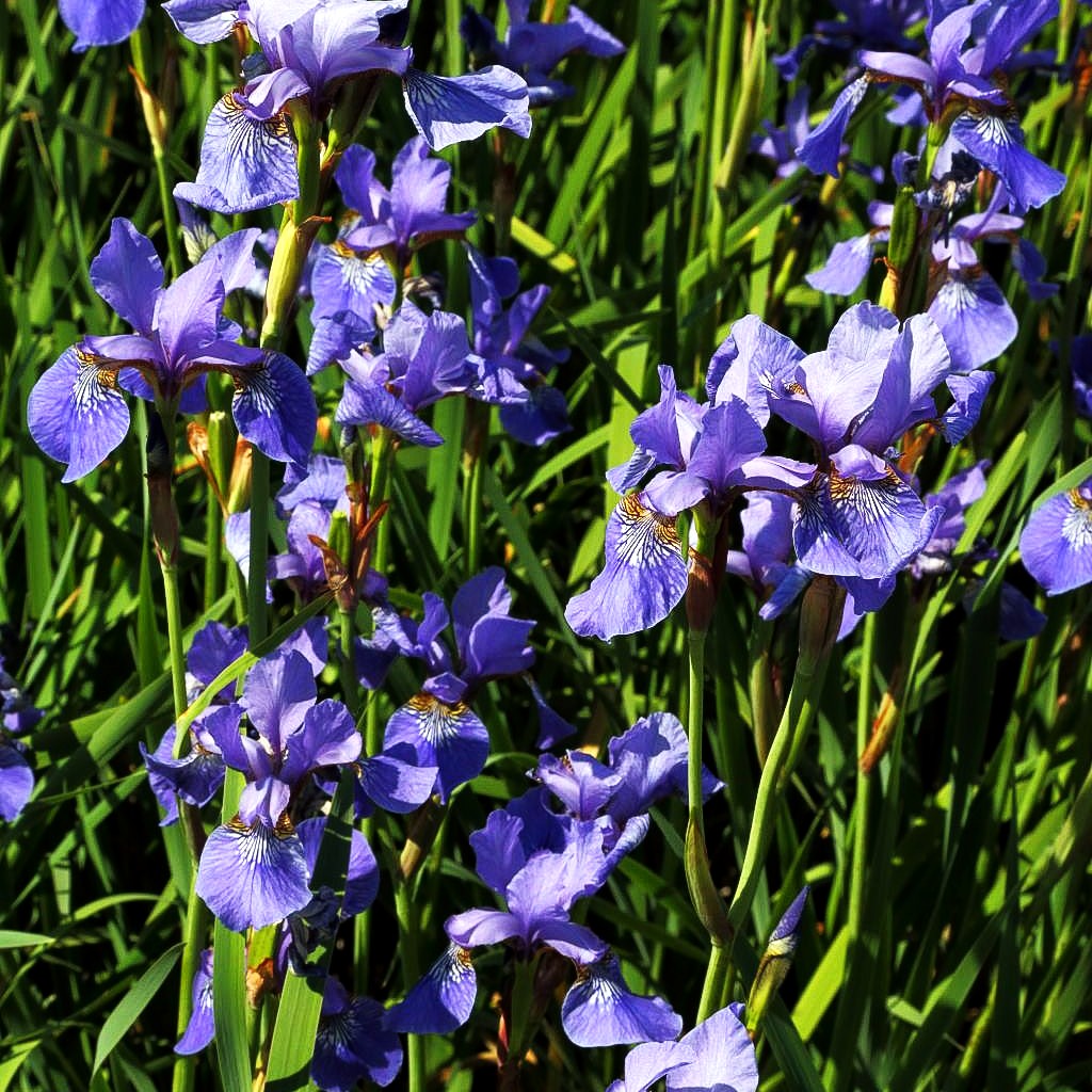 Bartlose Wiesen-Schwertlilie 'Ego' (Iris sibirica)