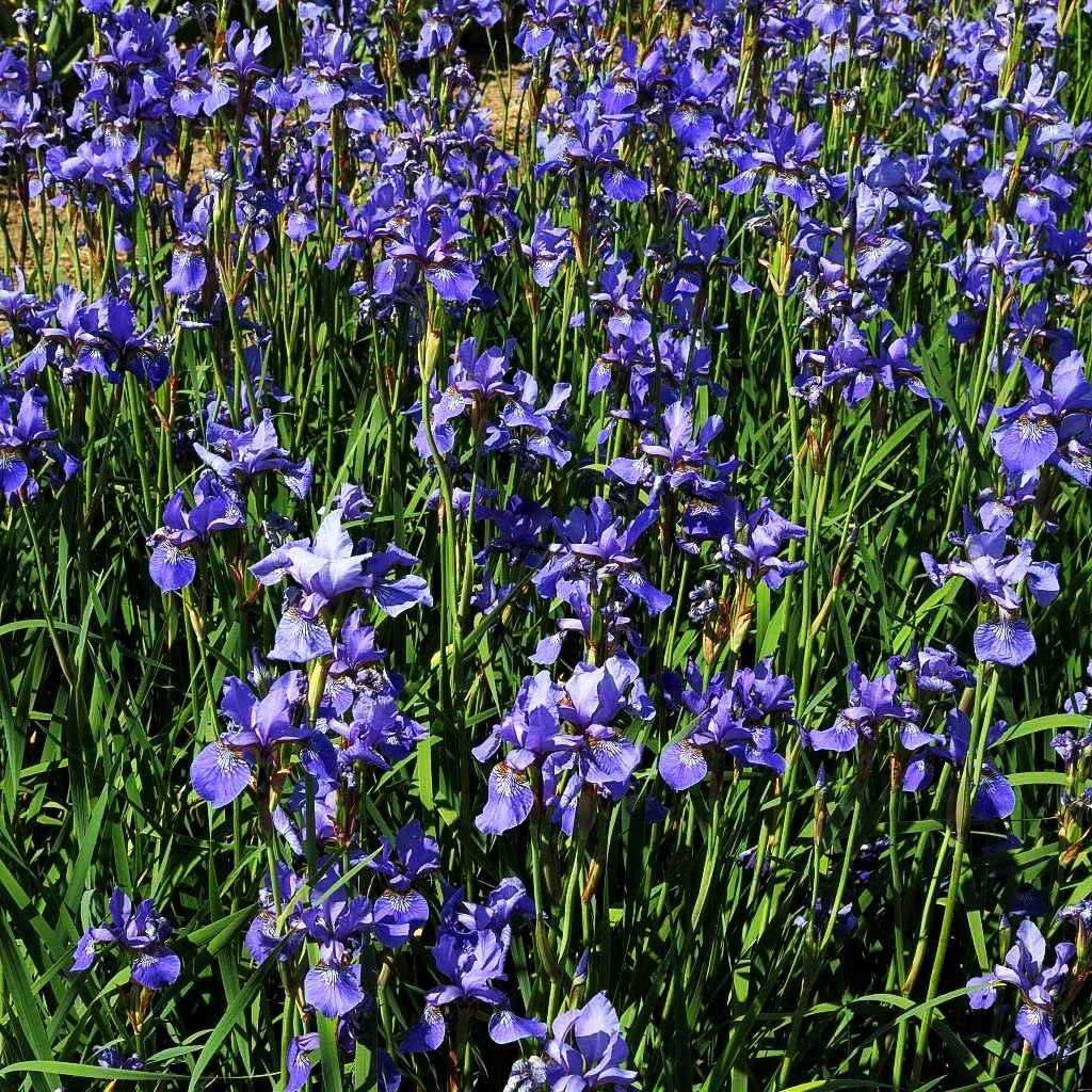 Bartlose Wiesen-Schwertlilie 'Ego' (Iris sibirica)