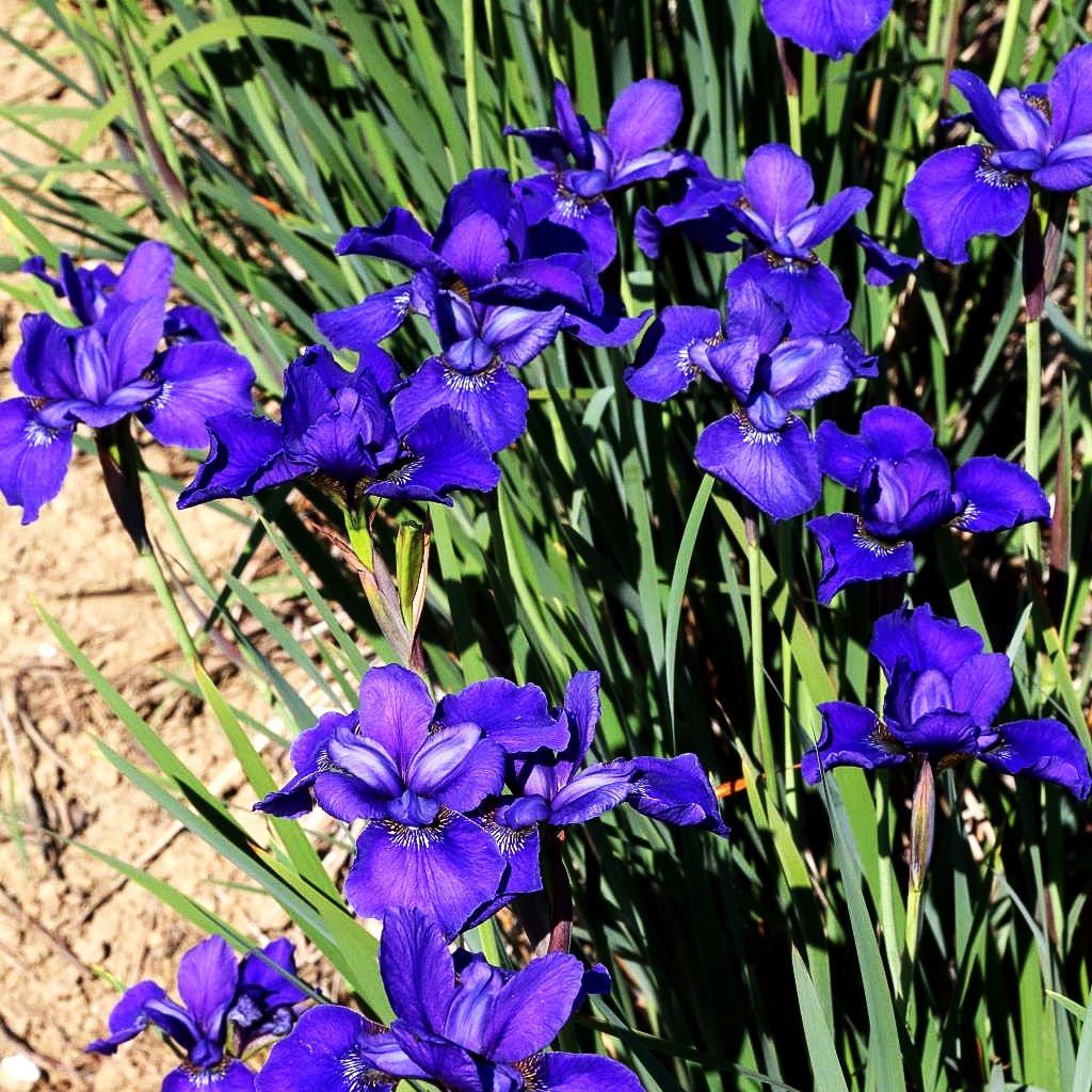 Bartlose Wiesen-Schwertlilie 'Ego' (Iris sibirica)