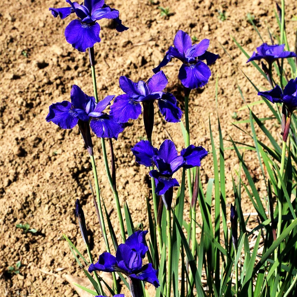 Bartlose Wiesen-Schwertlilie 'Ego' (Iris sibirica)