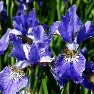 Bartlose Wiesen-Schwertlilie 'Elfe' (Iris sibirica)