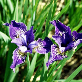 Bartlose Wiesen-Schwertlilie 'Forrest McCord' (Iris sibirica)