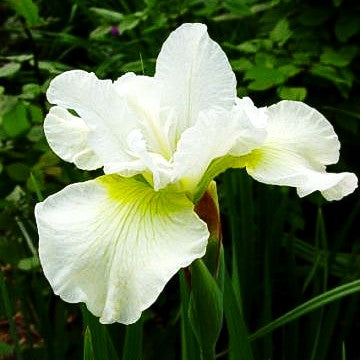 Bartlose Wiesen-Schwertlilie 'Harpswell Happiness' (Iris sibirica)