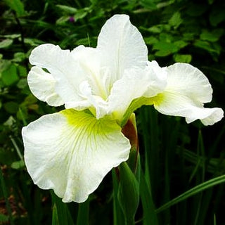 Bartlose Wiesen-Schwertlilie 'Harpswell Happiness' (Iris sibirica)