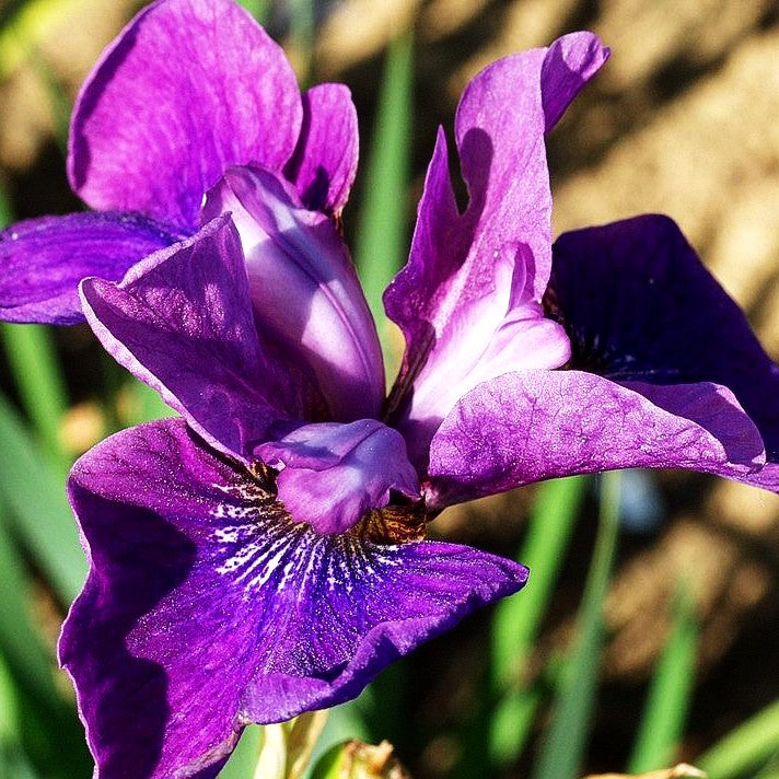 Bartlose Wiesen-Schwertlilie 'Indy' (Iris sibirica)