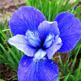 Bartlose Wiesen-Schwertlilie 'Marilyn Holmes' (Iris sibirica)