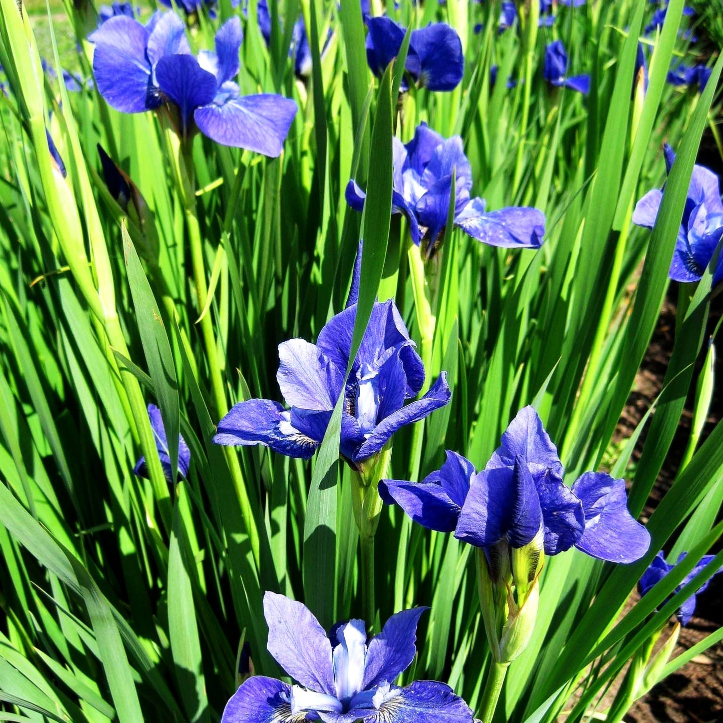 Bartlose Wiesen-Schwertlilie 'Marilyn Holmes' (Iris sibirica)