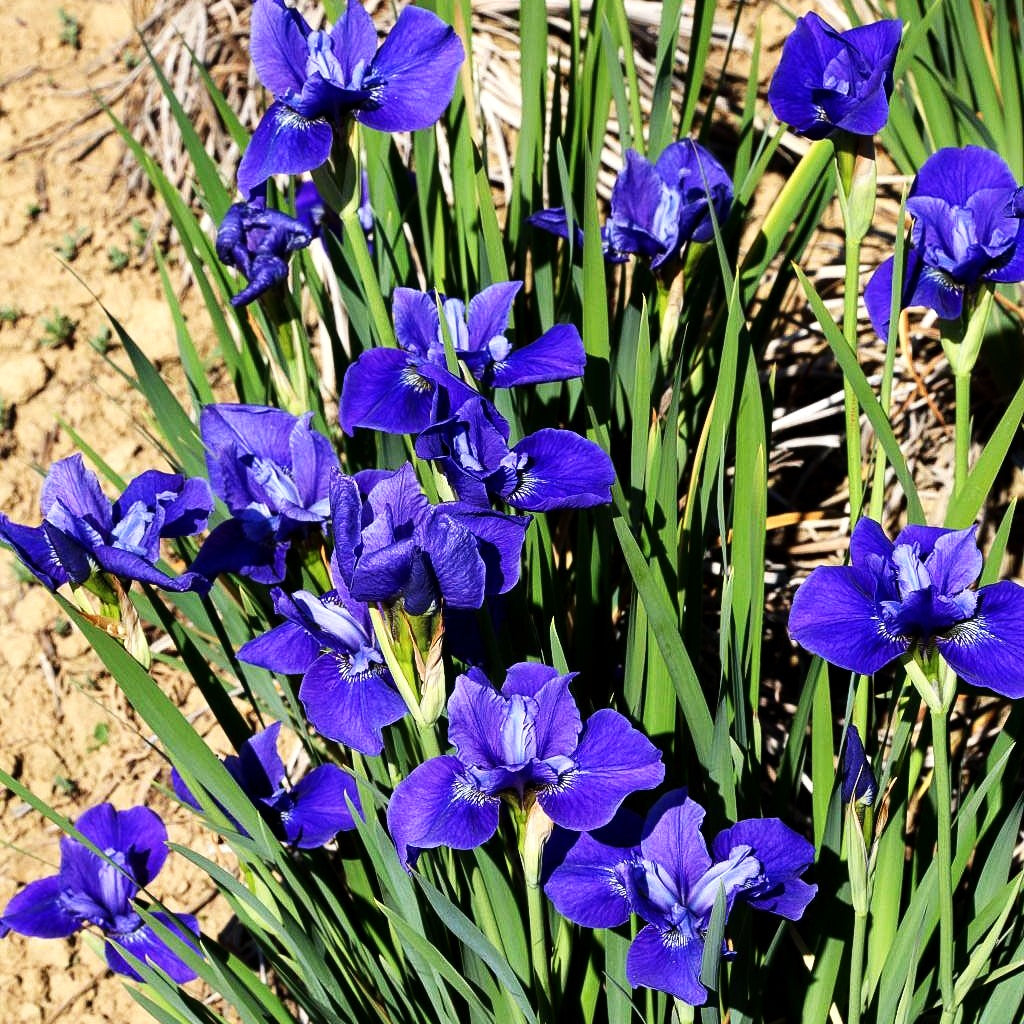 Bartlose Wiesen-Schwertlilie 'Marilyn Holmes' (Iris sibirica)