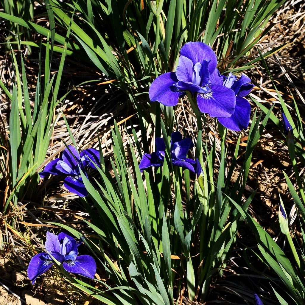 Bartlose Wiesen-Schwertlilie 'Marilyn Holmes' (Iris sibirica)