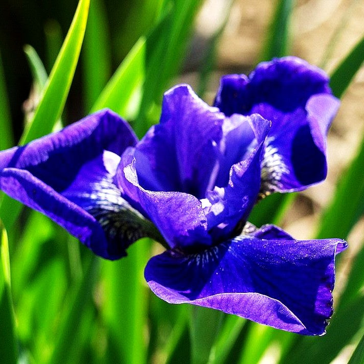Bartlose Wiesen-Schwertlilie 'Marilyn Holmes' (Iris sibirica)
