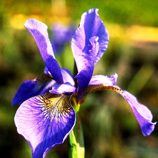 Bartlose Wiesen-Schwertlilie 'Mountain Lake' (Iris sibirica)
