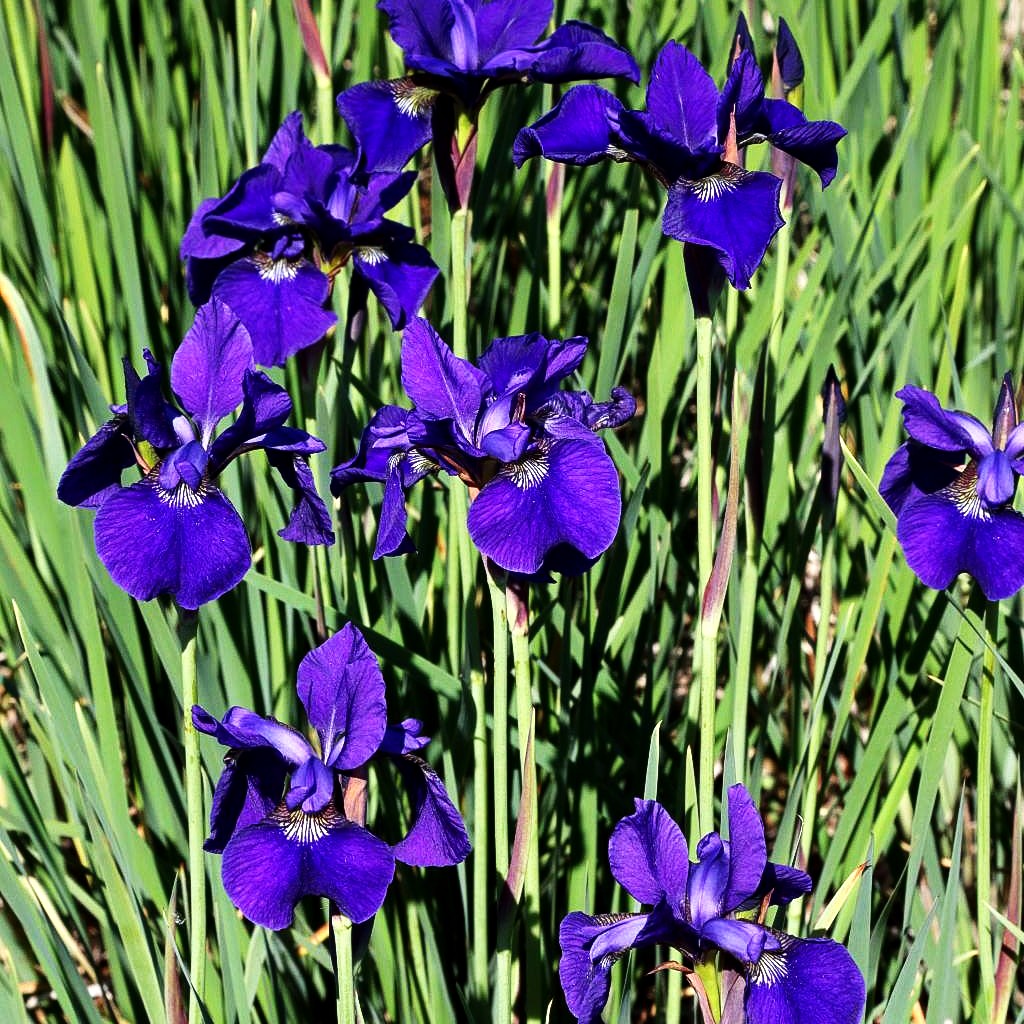Bartlose Wiesen-Schwertlilie 'Mountain Lake' (Iris sibirica)