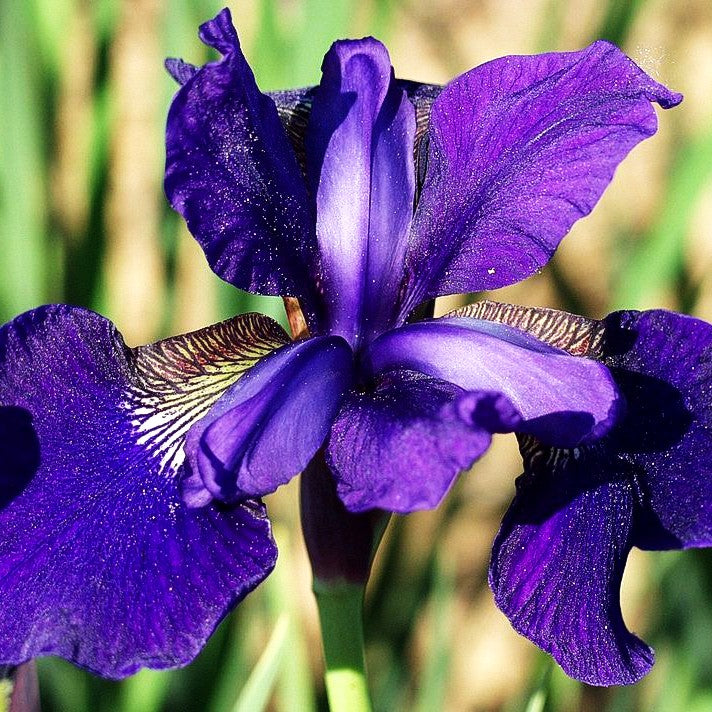 Bartlose Wiesen-Schwertlilie 'Mountain Lake' (Iris sibirica)
