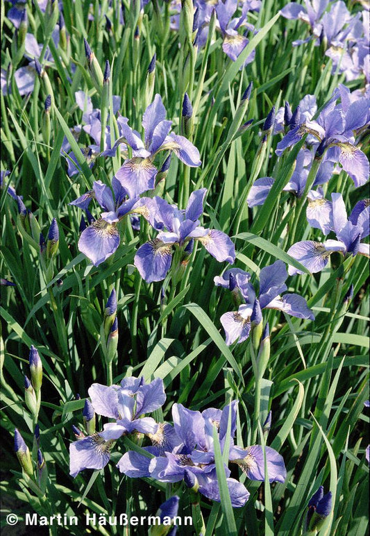 Bartlose Wiesen-Schwertlilie 'My Love' (Iris sibirica)