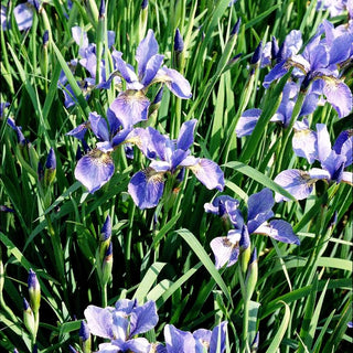 Bartlose Wiesen-Schwertlilie 'My Love' (Iris sibirica)