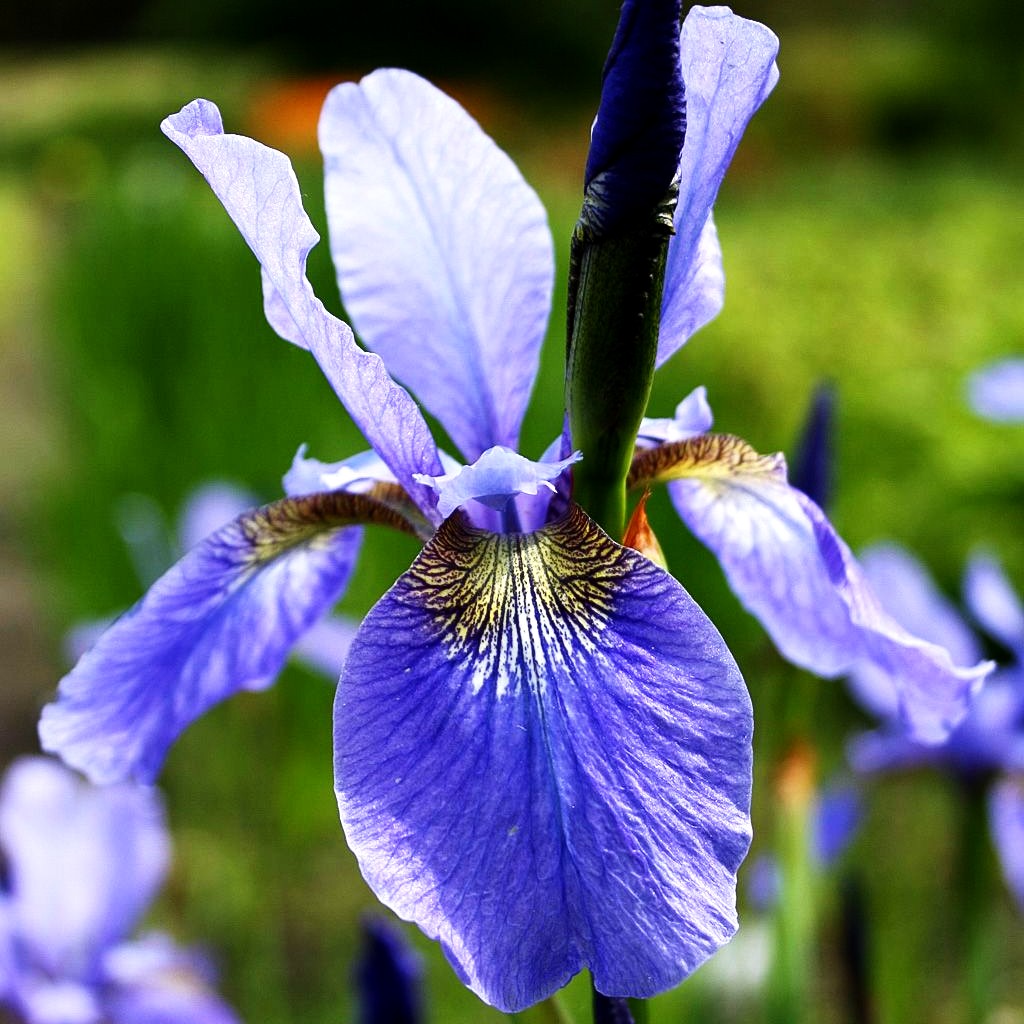 Bartlose Wiesen-Schwertlilie 'My Love' (Iris sibirica)