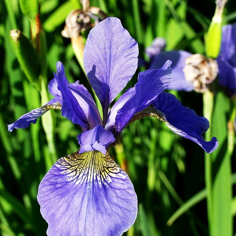 Bartlose Wiesen-Schwertlilie 'My Love' (Iris sibirica)