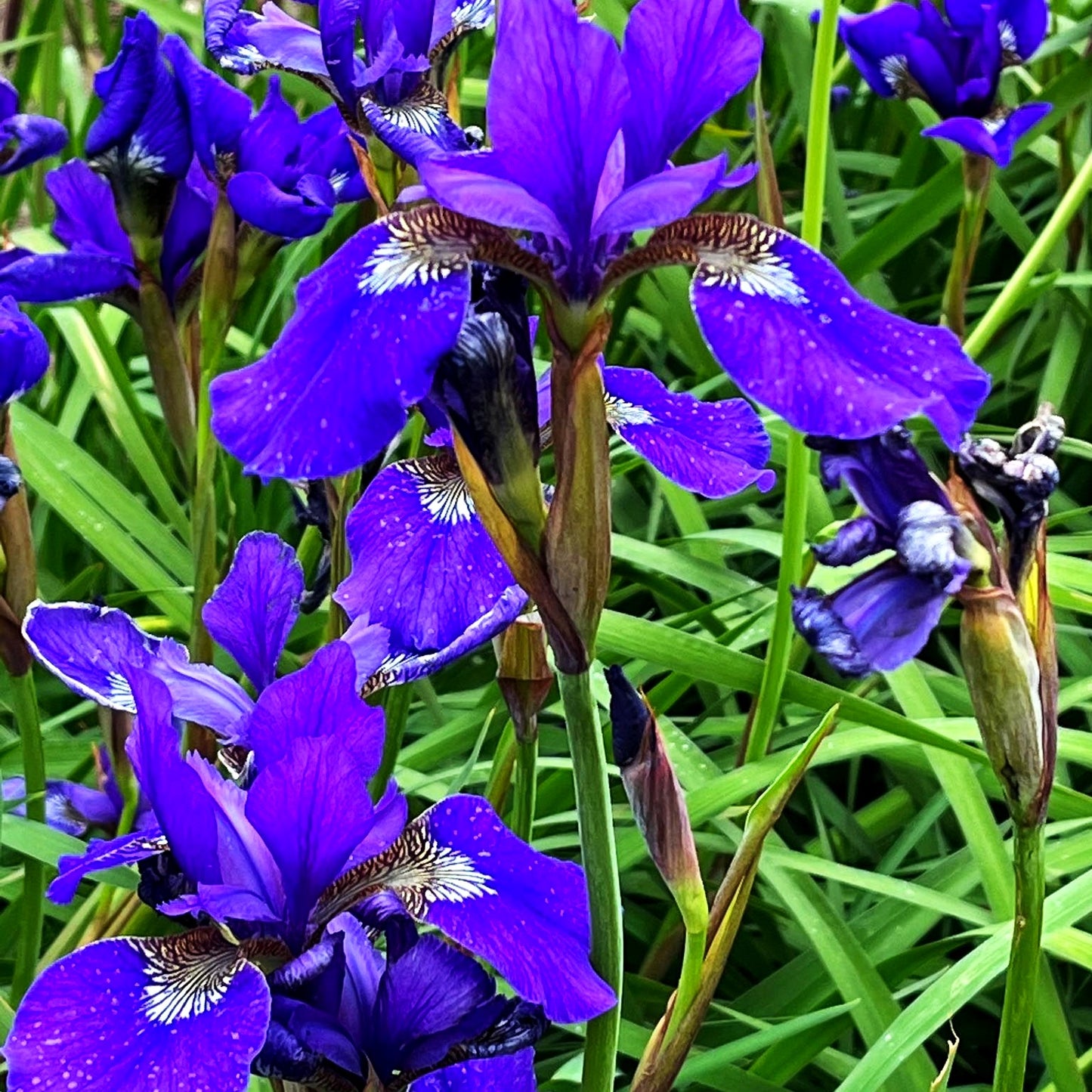 Bartlose Wiesen-Schwertlilie 'Niklassee' (Iris sibirica)