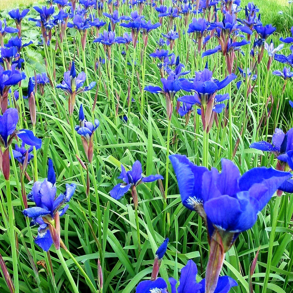 Bartlose Wiesen-Schwertlilie 'Niklassee' (Iris sibirica)