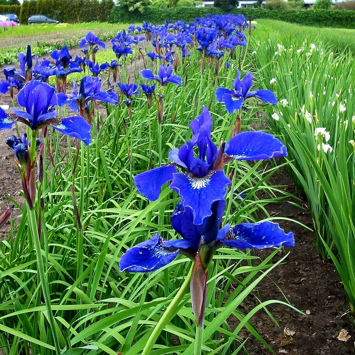 Bartlose Wiesen-Schwertlilie 'Niklassee' (Iris sibirica)