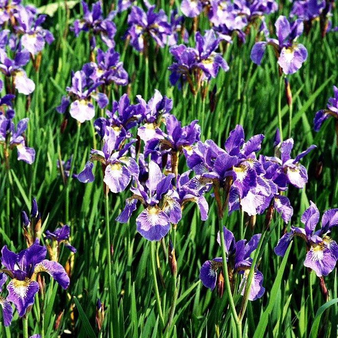 Bartlose Wiesen-Schwertlilie 'Phosphorflamme' (Iris sibirica)