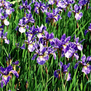 Bartlose Wiesen-Schwertlilie 'Phosphorflamme' (Iris sibirica)